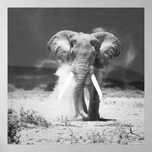 Oude olifant poster (Voorkant)