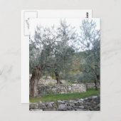 Oude olijfbomen briefkaart (Voorkant / Achterkant)