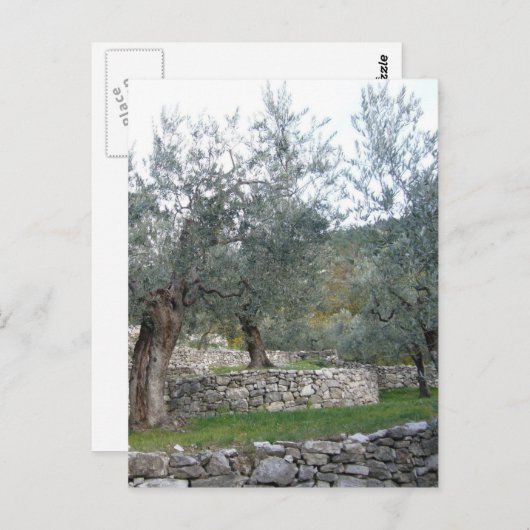 Oude olijfbomen briefkaart (Voorkant / Achterkant)