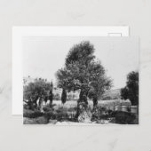 Oude olijfbomen in de tuin van Gethsemane Briefkaart (Voorkant / Achterkant)