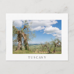 Oude olijfbomen in een landschap in Toscane Briefkaart