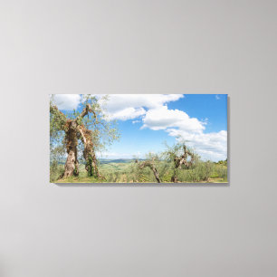 Oude olijfbomen in een landschap in Toscane Canvas Afdruk