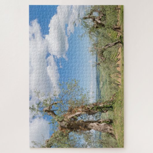 Oude olijfbomen in een landschap in Toscane Legpuzzel (Verticaal)