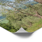 Oude olijfbomen in een landschap in Toscane Poster (Hoek)