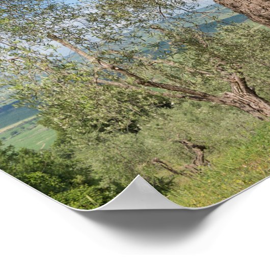 Oude olijfbomen in een landschap in Toscane Poster (Hoek)