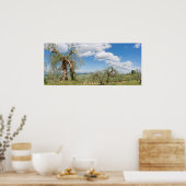 Oude olijfbomen in een landschap in Toscane Poster (Keuken)
