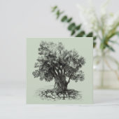 Oude olijfboom (Staand voorkant)