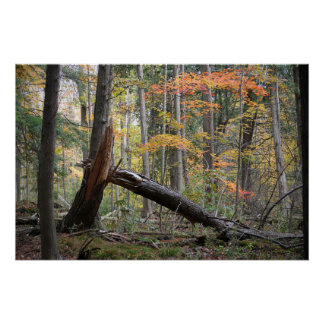 Oude omgevallen boom herfst bos natuur landschap perfect poster