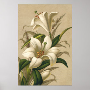 Oude Paaslelies, Victoriaanse Bloemen in Bloei Poster