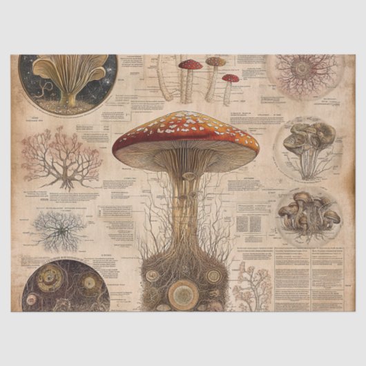 Oude Paddenstoel Botanische Grafiek (2) Tissuepapier (Voorkant)