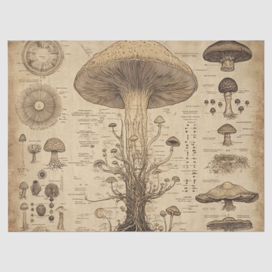 Oude Paddenstoel Botanische Grafiek (5) Tissuepapier (Voorkant)
