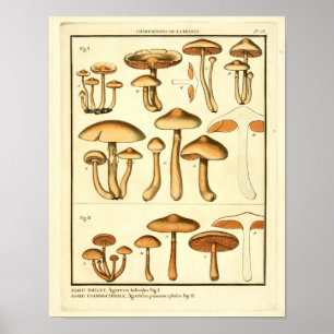 Oude  paddenstoelen, bruin Frans kunstwerk Poster