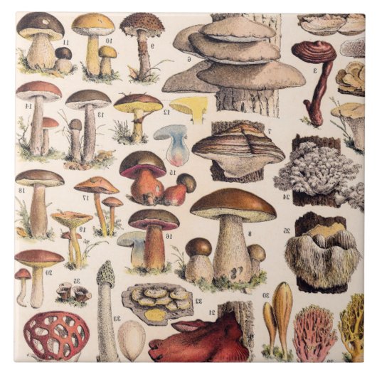 Oude paddenstoelen door Adolphe Millot Tegeltje (Voorkant)