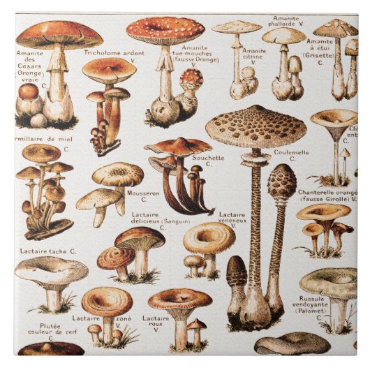 Oude paddenstoelen door Adolphe Millot Tegeltje (Voorkant)