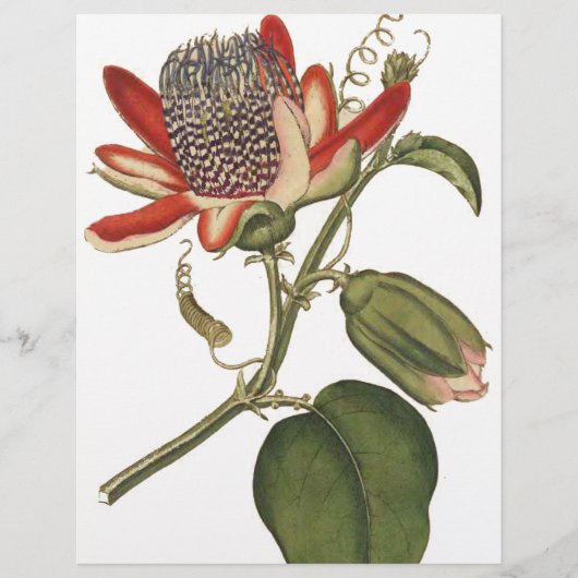 Oude Passiebloem Flyer (Voorkant)