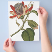 Oude Passiebloem Flyer (Hand)