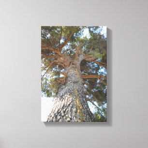 Oude pine canvas afdruk