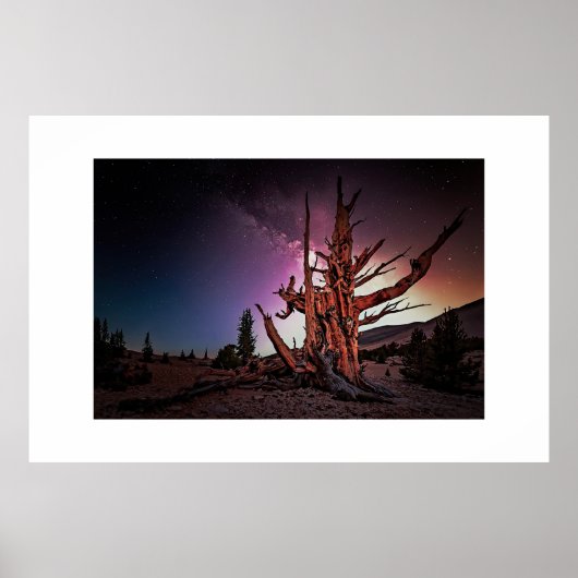 Oude Pine en Melkweg Poster (Voorkant)
