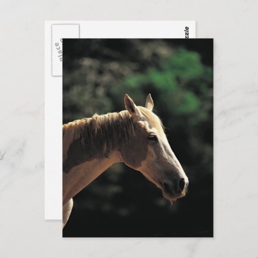 Oude Pinto Briefkaart (Voorkant / Achterkant)