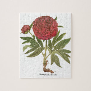 Oude Pioenrozen, Pioenbloemen door Basilius Besler Legpuzzel