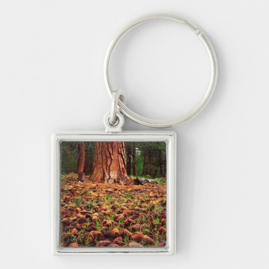 Oude Ponderosa boom met dennenappels Sleutelhanger (Voorkant)