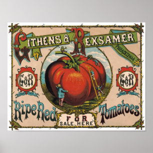 Oude Poster met Rijpe Rode Tomaten