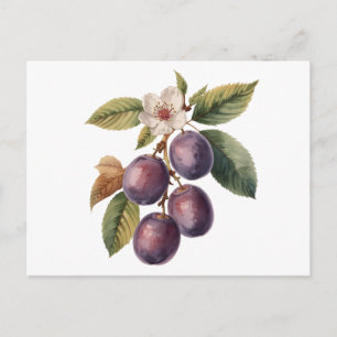 Oude pruimenfruit tak met pruimenbloesem briefkaart