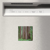 Oude Reuzenbomen Torenhoog Magneet (Insitu (Vaatwasser))