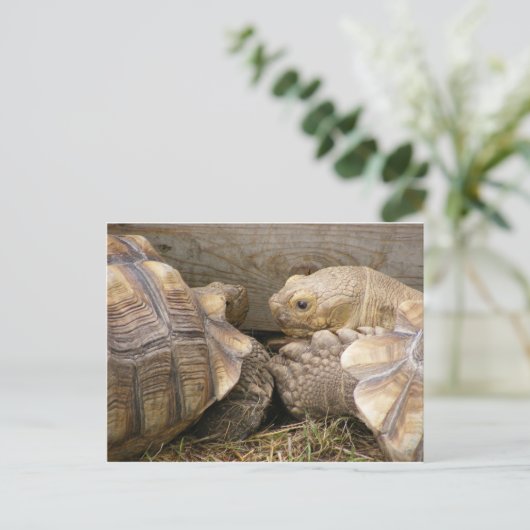 Oude roddels briefkaart (Staand voorkant)