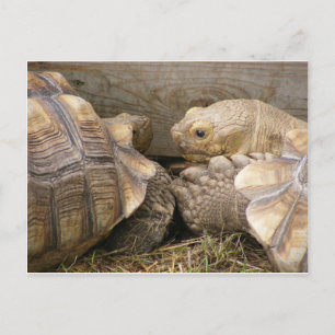 Oude roddels briefkaart