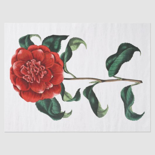 Oude Rode Camellia Bloem Tissuepapier (Voorkant)