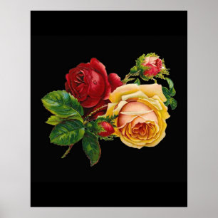 Oude rode gele roos tegen zwart - accessoire poster