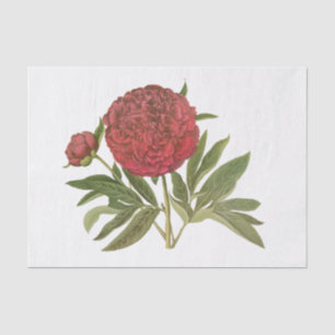 Oude Rode Pioen Paonies #1 Bloemen Bloemstuk Tissuepapier