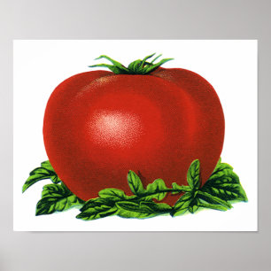 Oude rode rijpe tomaat, groenten en fruit poster
