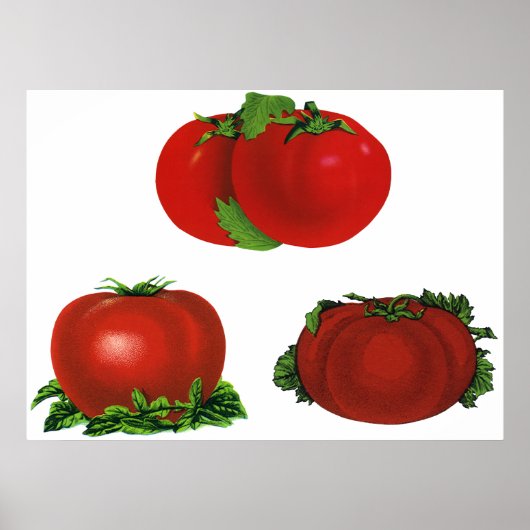 Oude rode rijpe tomaten eten, fruit, groenten poster (Voorkant)