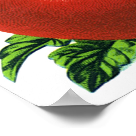 Oude rode rijpe tomaten voedsel, fruit, groenten poster (Hoek)