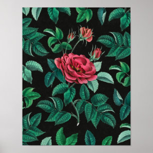 Oude Rode Roos Poster