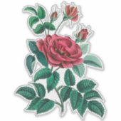 Oude rode roos sticker (Voorkant)