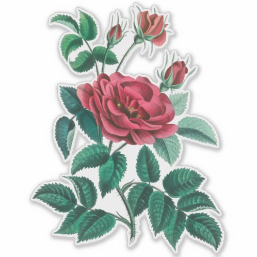 Oude rode roos sticker (Voorkant)