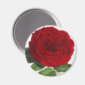Oude Rode Roosrozen Magneet (Voorkant / Achterkant)