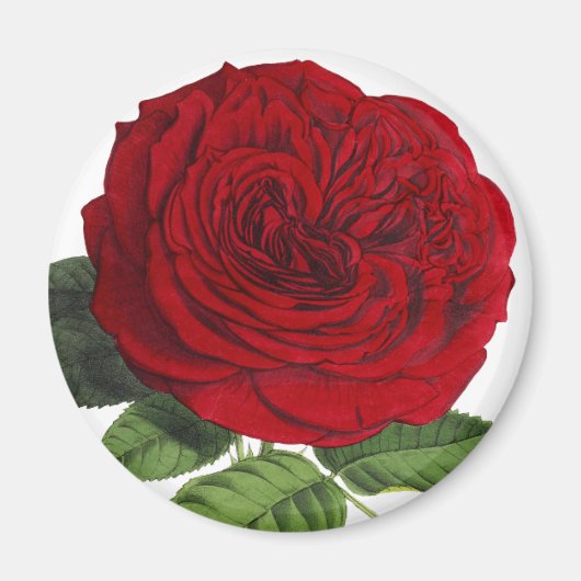 Oude Rode Roosrozen Magneet (Voorkant)