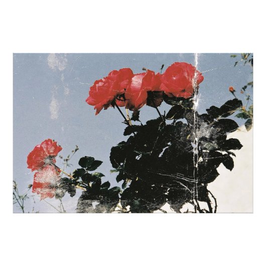Oude rode rozen tegen een blauwe lucht foto afdruk (Voorkant)