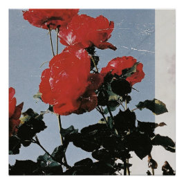 Oude rode rozen tegen een blauwe lucht perfect poster