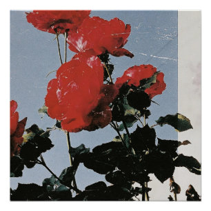 Oude rode rozen tegen een blauwe lucht perfect poster