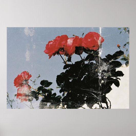 Oude rode rozen tegen een blauwe lucht poster (Voorkant)