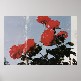 Oude rode rozen tegen een blauwe lucht poster