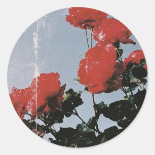Oude rode rozen tegen een blauwe lucht ronde sticker