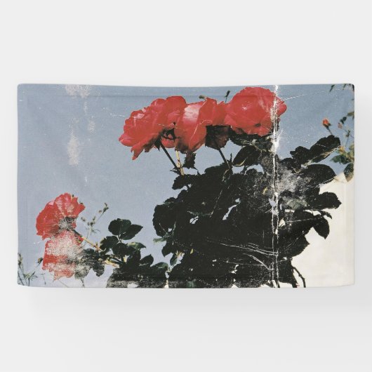 Oude rode rozen tegen een blauwe lucht spandoek (Horizontaal)