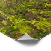 Oude rode schuur aan de rand van de wijngaard Zinf Poster (Hoek)