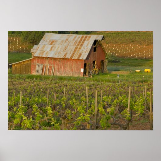 Oude rode schuur aan de rand van de Zinfandel wijn Poster (Voorkant)